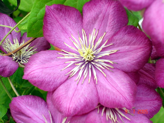 Clematis