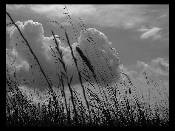 cloudincorn
