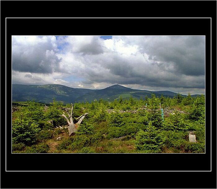 ***z rašeliniště na Černé hoře***