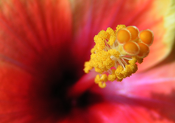 Ibišek - čínská růže