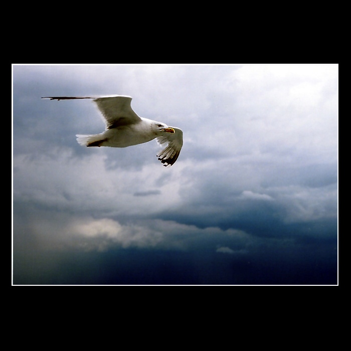 Flying III.