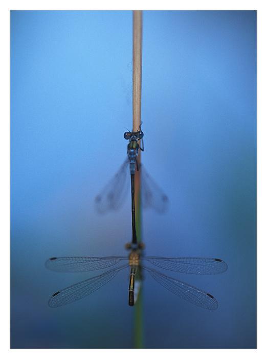 Lestes sponsa