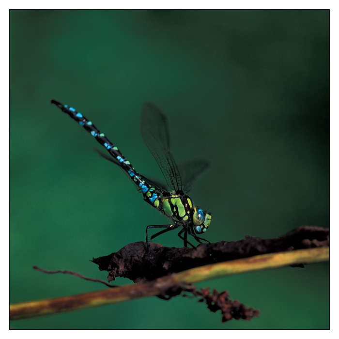 Aeshna cyanea