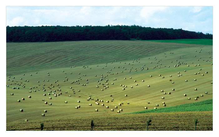 bordel na poli