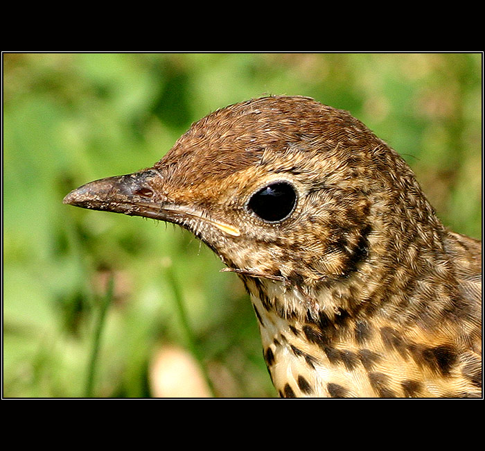 Ptačí portrét - prý tedy asi drozd. :-)