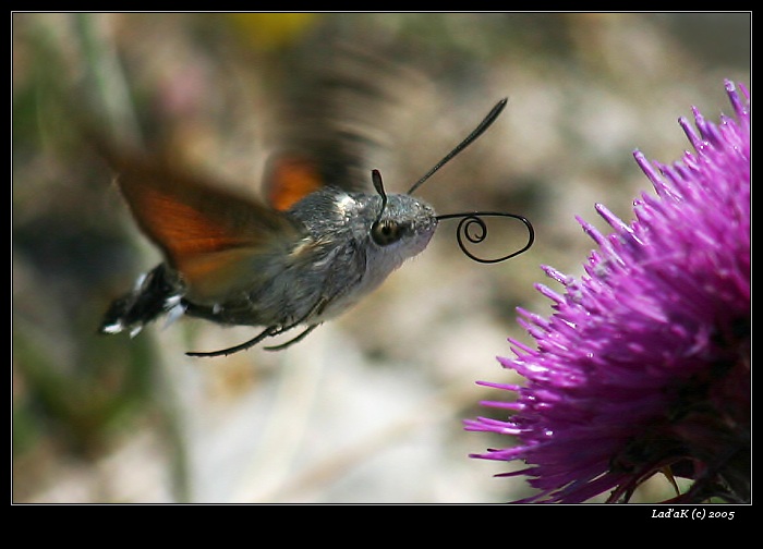 <b>zatočená...</b>