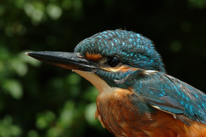 Ledňáček říční