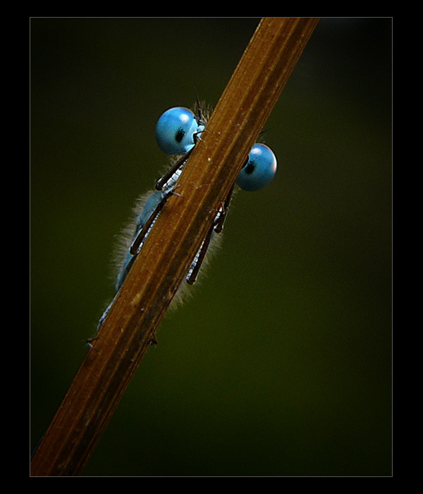 Pred pikolou, za pikolou ...