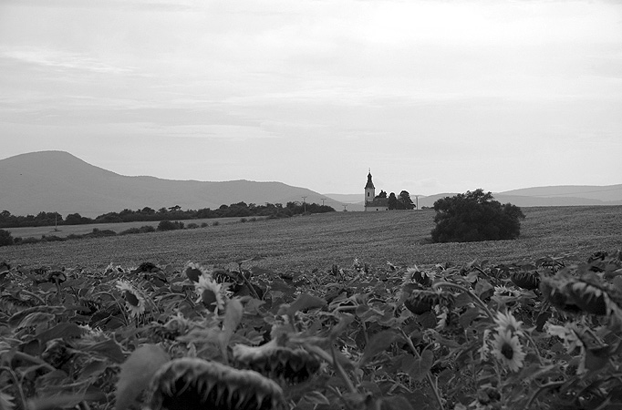 o slnečniciach ...