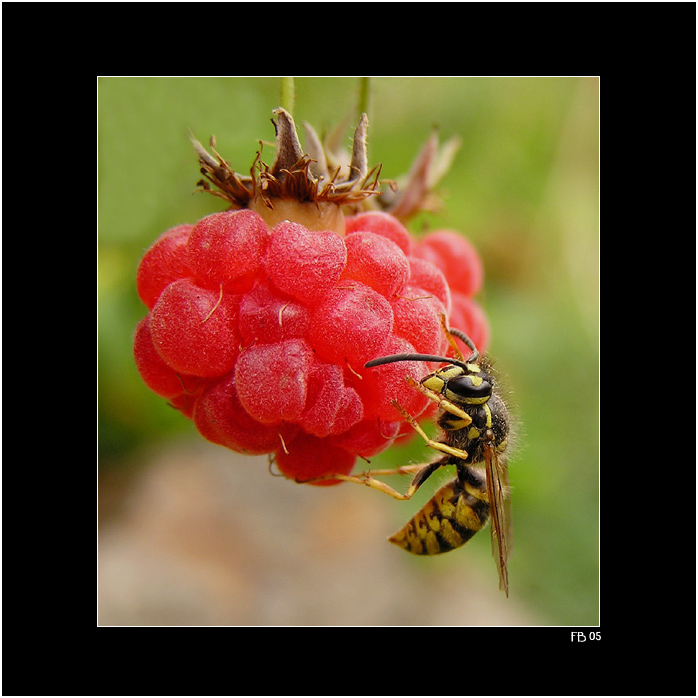 *** Vosa Mařenka na malinách ***