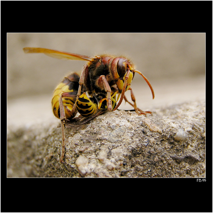 *** Toníček & Mařenka ***