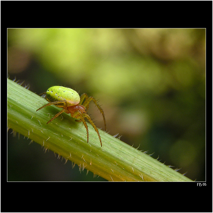 *** hlídka či odpočinek? ***