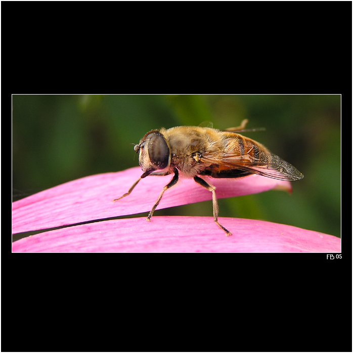 *** pestřenka Tonička ***