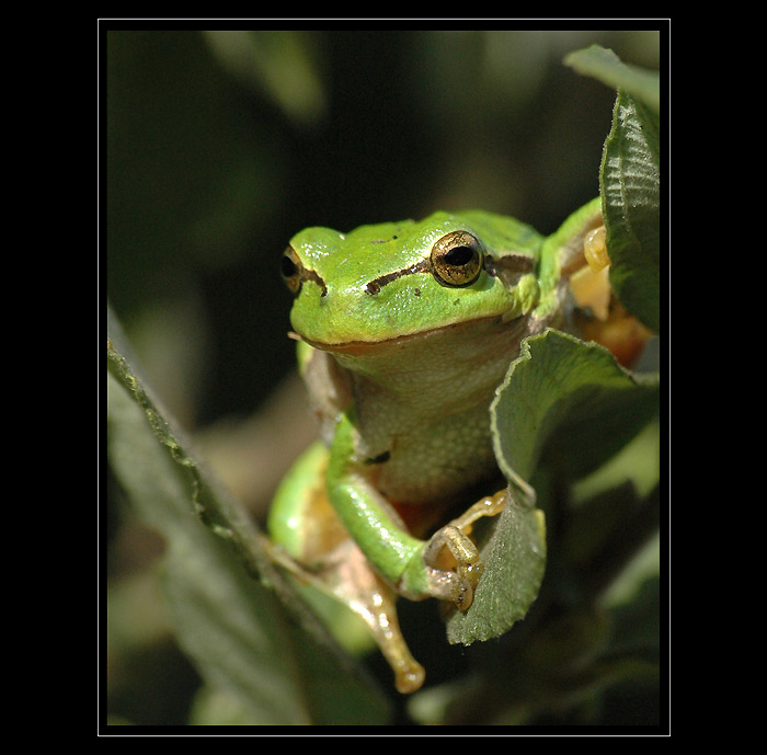 Kermit
