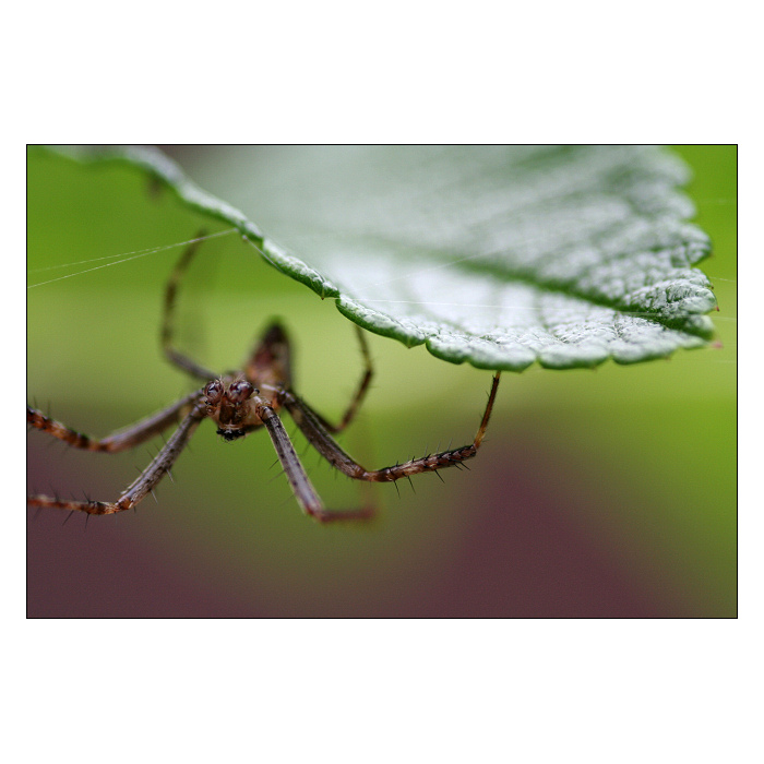 Pan domácí z růžového doupěte