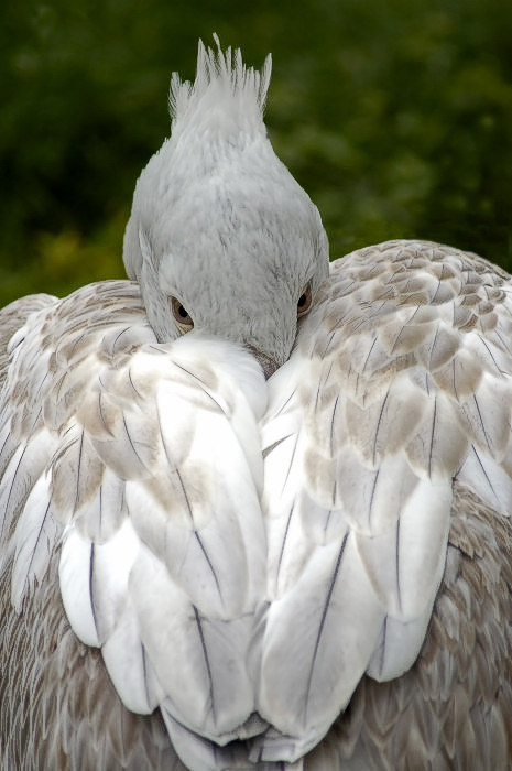 Pohlednice ze ZOO