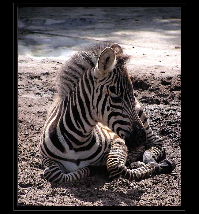 Malá zebra