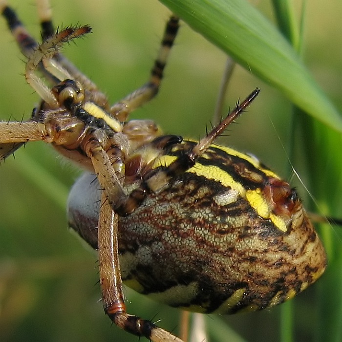 Nechtěl by mě někdo podrbat na bříšku?