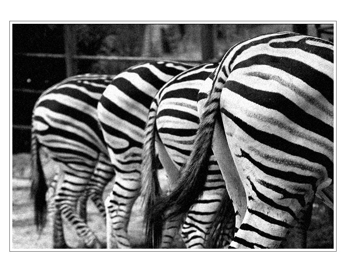Strips & Tails