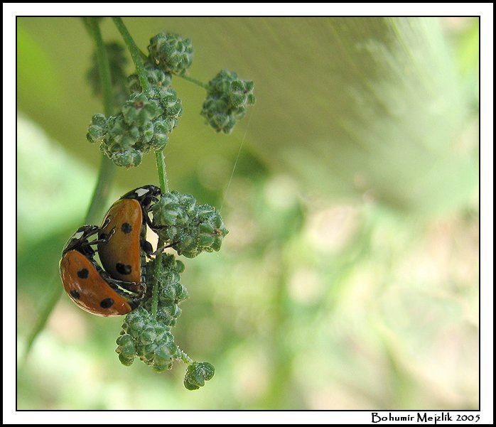 ::Ladybirds::