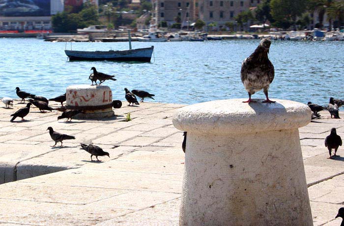 Čekání na trajekt