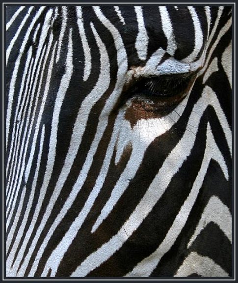 zebra