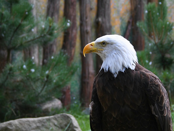 orel z pražské ZOO