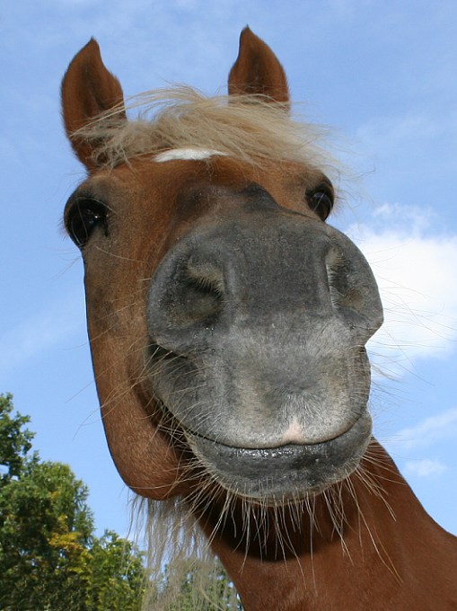 kůň