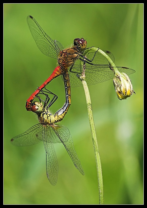 V+V