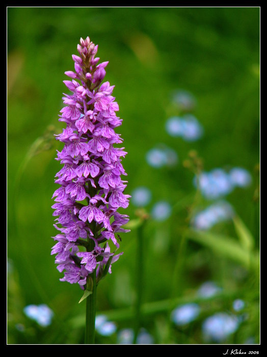 Vstavač - orchidea v tuzemském podání