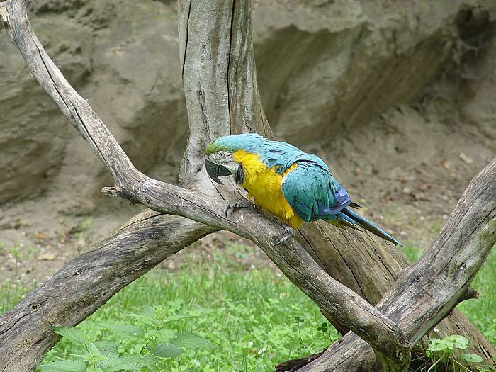 ARA ZOO PRAHA