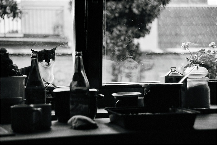 Kočičí intermezzo