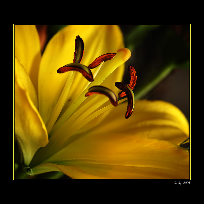 ...lilie...