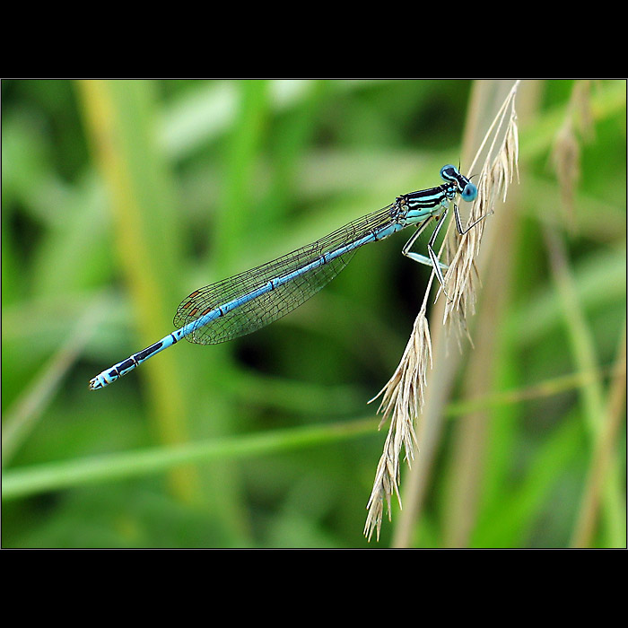 Platycnemis pennipes