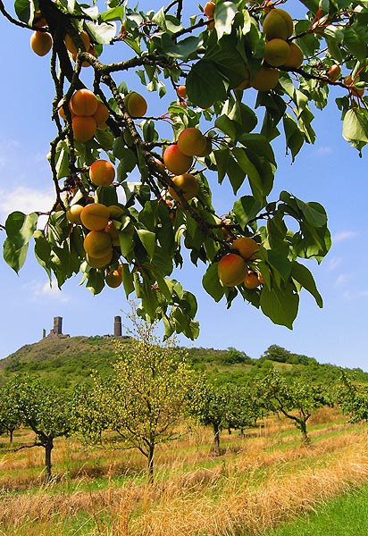 Hazemburk a meruňky