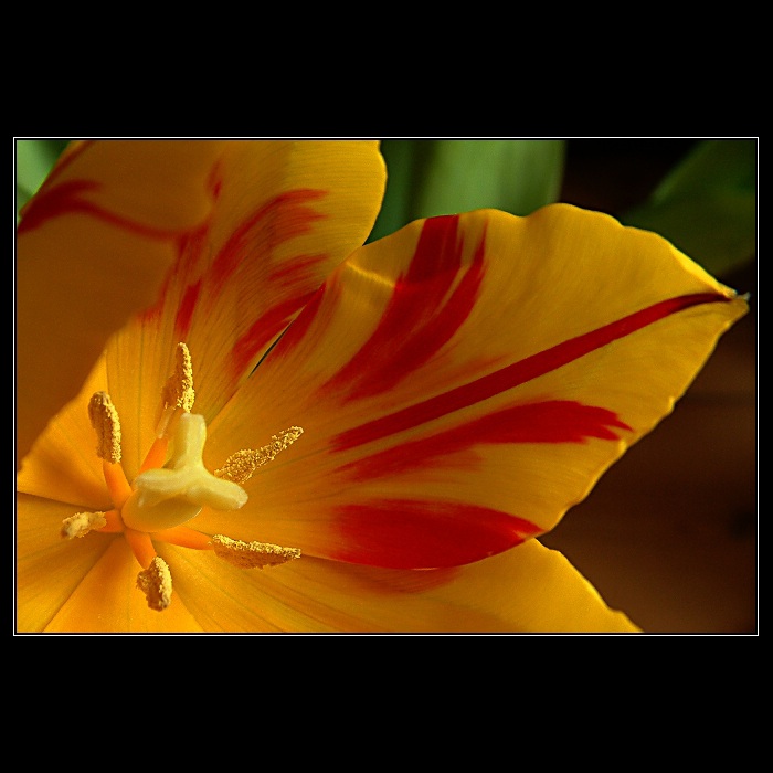 Tulipán