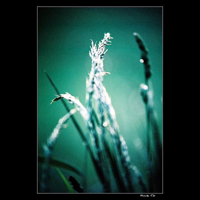 grasscross II.