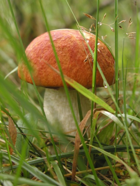 Křemenáč není křapáč