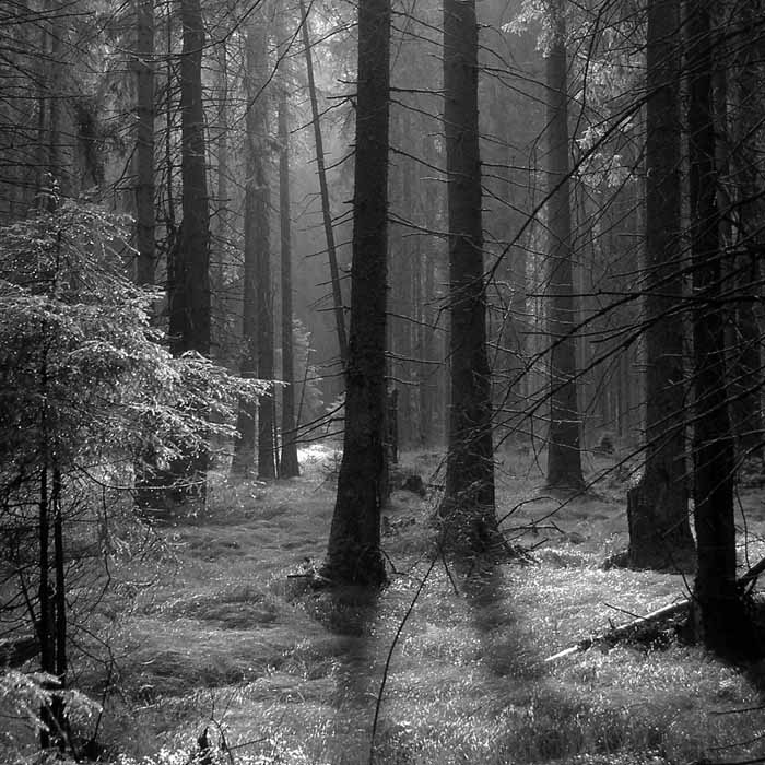 ...jungle...