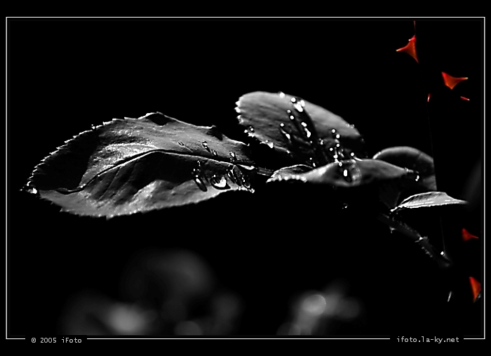 BW&C