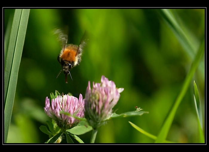 ném sereméd turbo electronics