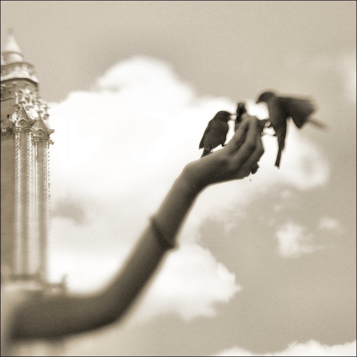 Oiseaux I.