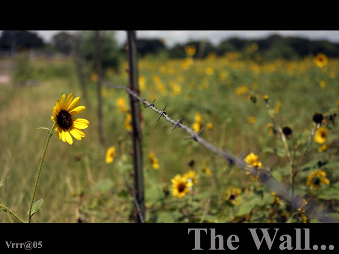 The wall...