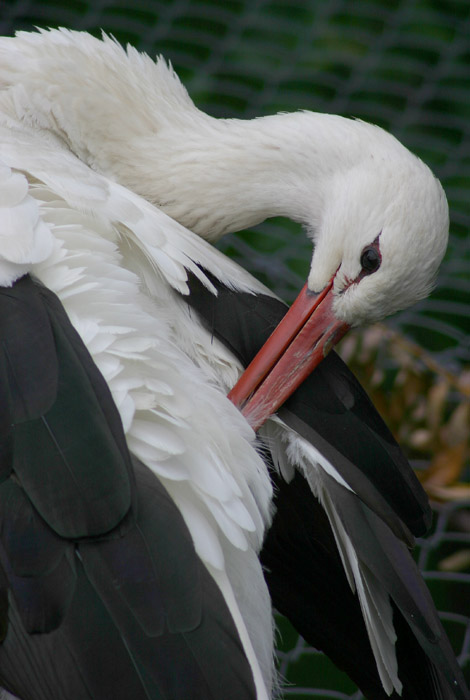 ++ STORK IMAGE ++