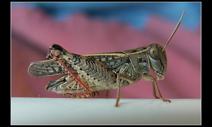 Ví někdo co to je ?