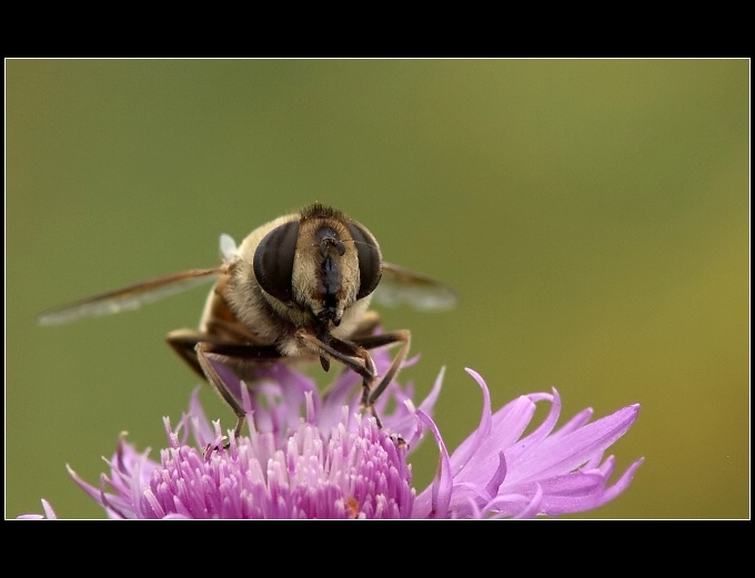 Včelice trubcová (Eristalis tenax)