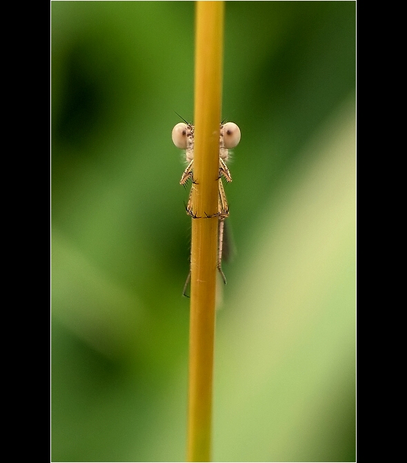 ...to jsi zase Ty?.....