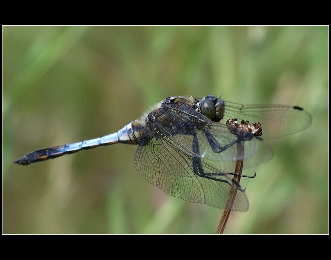 Vážka černořitná (Orthetrum cancellatum)