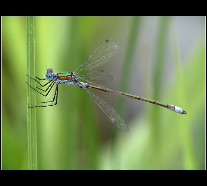 Šídlátka páskovaná (Lestes sponsa)