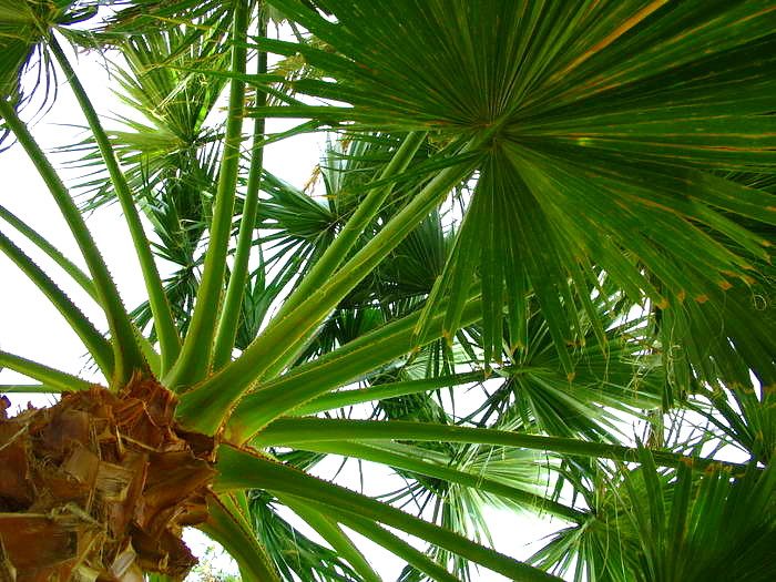 ..:: Palm Tree ::..